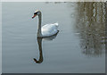 TQ3591 : Mute Swan, River Lee Navigation, London N18 by Christine Matthews