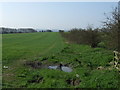 Crop field and hedgerow