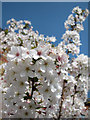 TQ2576 : Blossom at Novello Street by Oast House Archive