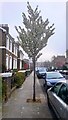 TQ2677 : Tree in Blossom, gertrude Street, Chelsea by PAUL FARMER