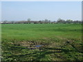 Farmland off Callerton Lane