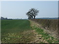 Crop field and hedgerow