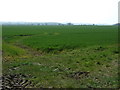 Crop field south of Limestone Lane