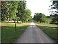 Sacombe: The Avenue in Woodhall Park