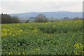 Oilseed rape field