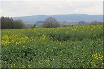 SO5569 : Oilseed rape field by Richard Webb