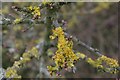 TQ6551 : Lichen and hawthorn in Killing Grove Wood by Christopher Hilton