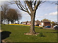 Dovedale Daffs