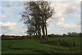 Line of trees on a field boundary, from Clay Lane to Bassingham