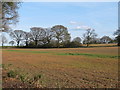 Arable land near Billericay Treatment Works