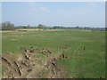 Grazing east of the A696