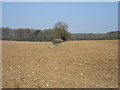 Farmland near The Lee