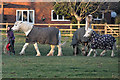 Brent Knoll : Grassy Field & Horses