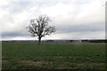 Oilseed rape, West Ardler