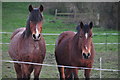 East Brent : Grassy Field & Horses