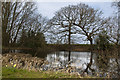 Reflections in the pond