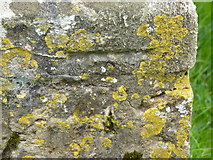 SY5198 : Benchmark on St Mary Magdalene Church, North Poorton by Becky Williamson