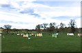 SJ8010 : Weston Park Horse Trials: showjumping arena by Jonathan Hutchins
