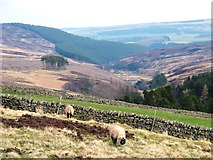 NY9049 : Moorland and rough pastures west of Riddlehamhope by Mike Quinn