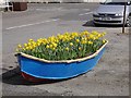 Daffodils, Johnshaven