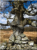 NX3162 : Beech Tree beside the Old Military Road by David Baird