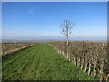 Midshires Way on Waddesdon Hill