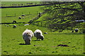 West Somerset : Grassy Field & Sheep