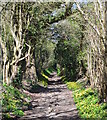 Celandine path, Lower Woodend, Buckinghamshire