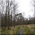 NY6393 : Deadwater Trail, Kielder Forest by Rich Tea