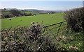 Mixed grazing at Edgcumbe