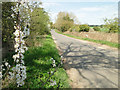 Blackthorn flower in the hedgerow