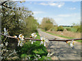 Blackthorn in bloom in  mid-April