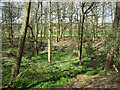 TL8879 : Disused pit in wood beside Barnham Road by Evelyn Simak