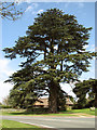 Magnificent tree in Euston village