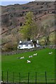 NY3106 : White house and sheep, Great Langdale by David Martin