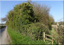 SU6717 : Junction of footpath and Hyden Farm Lane looking north by Shazz