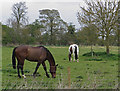 Paddock at Thornton Curtis