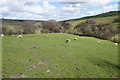 Sheep by Slitheroford Farm