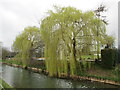 Weeping willows, River Lee