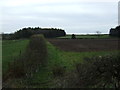 Hedgerow and fields near Fieldhead