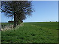 Crop field and mature hedgerow