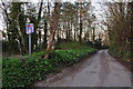 West Somerset : Country Lane