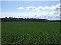 Crop field near Bank House Farm