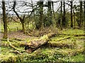 SD5831 : Fallen Tree in Boilton Woods by David Dixon