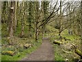 SD5831 : Boilton Woods, Brockholes Nature Reserve by David Dixon
