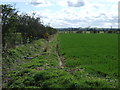 Crop field and hedgerow near Swarlanddean