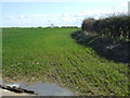 Crop field and hedgerow near Longframlington