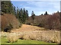 Woodland near Corran