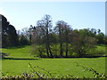 Pond surrounded by trees