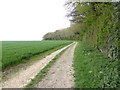 Footpath on southern edge of Penton Copse